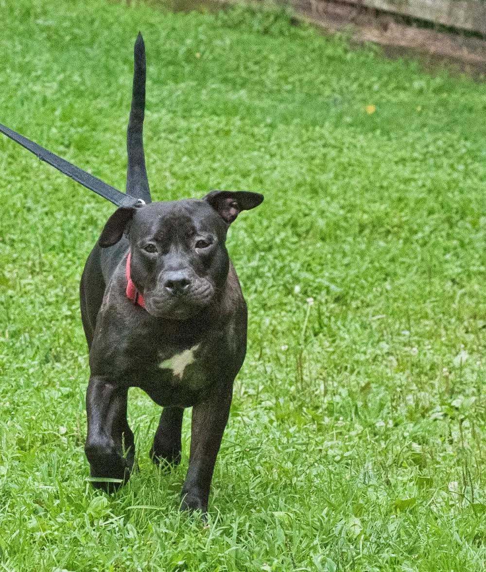 Introducing the Snack Cake Pups – Another Good Dog™, image size:1000x1177