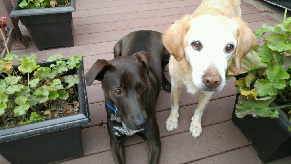 Lucky (left) with Miss. Peanut