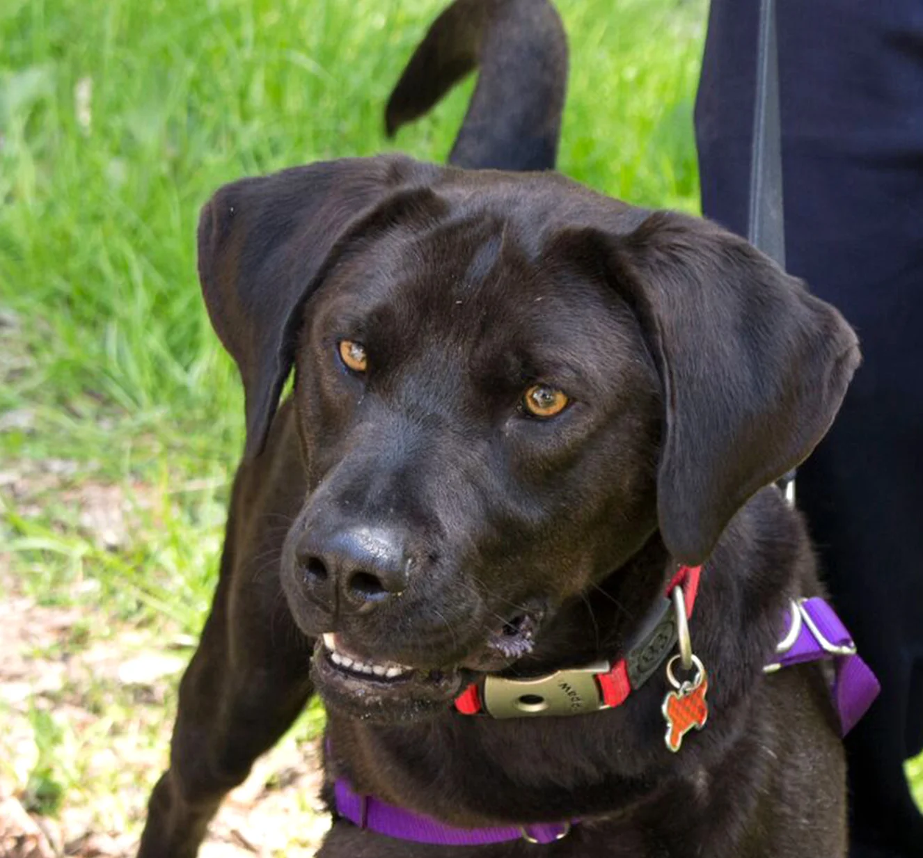 willis-banner.jpg