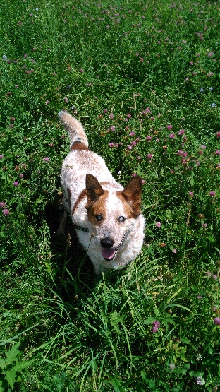 bandit-07-16.jpeg
