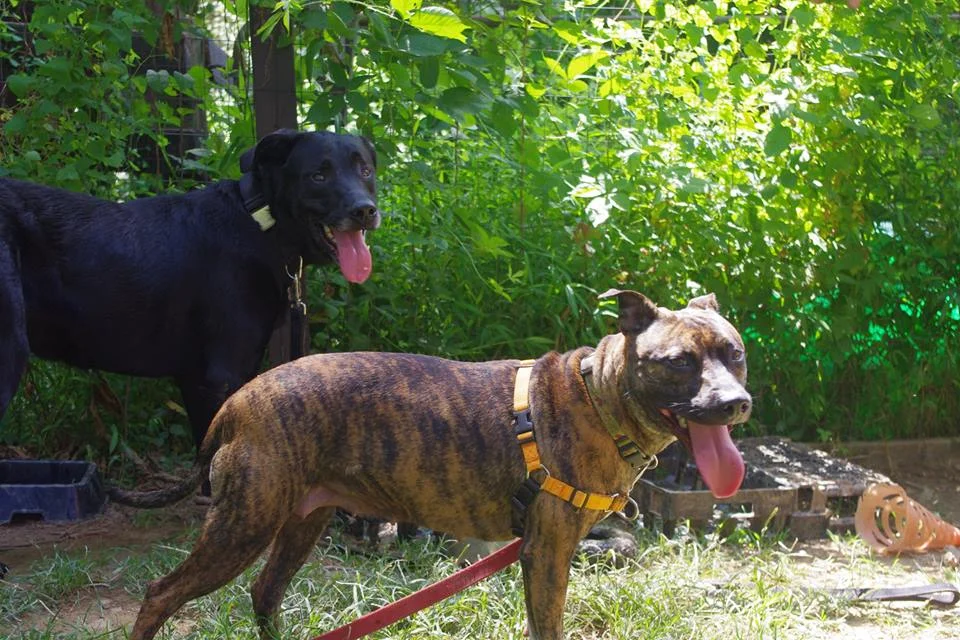 Bailey-girl-Ronan2.jpeg