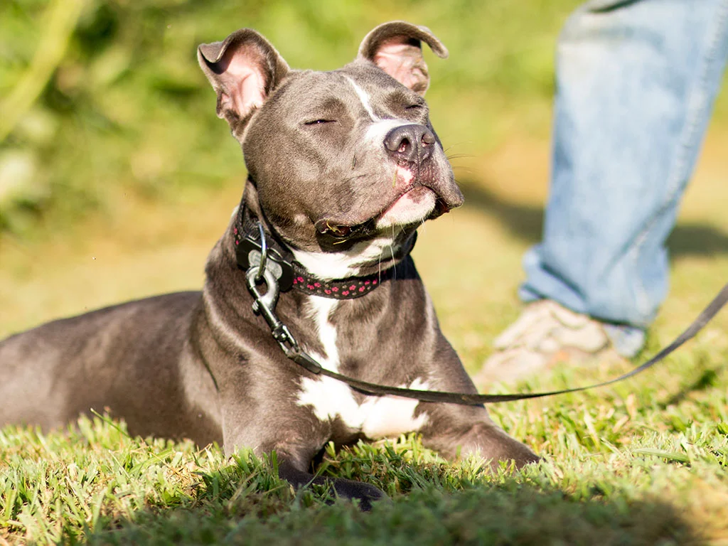 frankie-hodor-6.jpg
