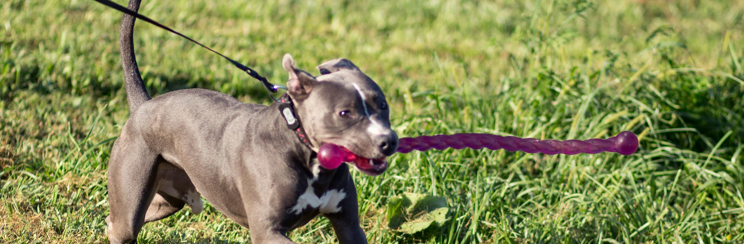 frankie-banner.jpg