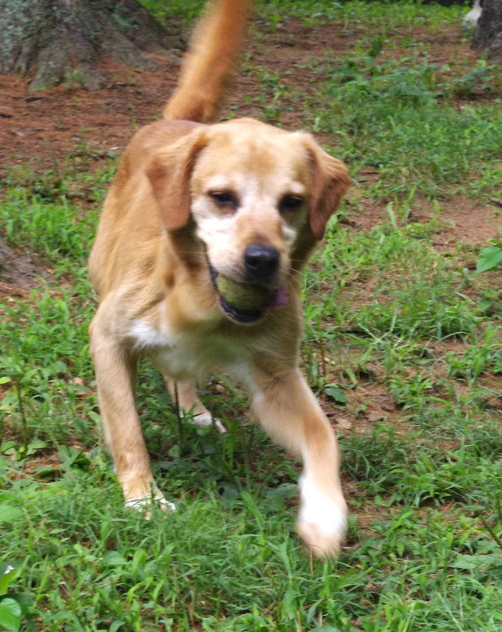 harley-lab-8.jpg