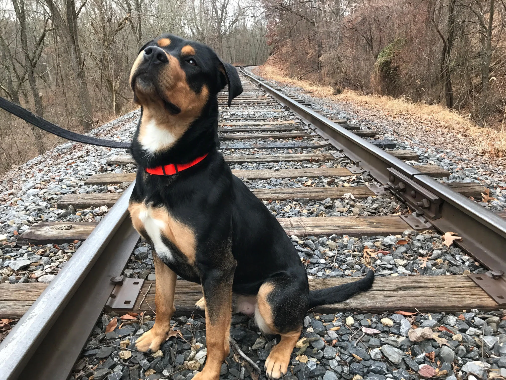 ollie-4.jpg