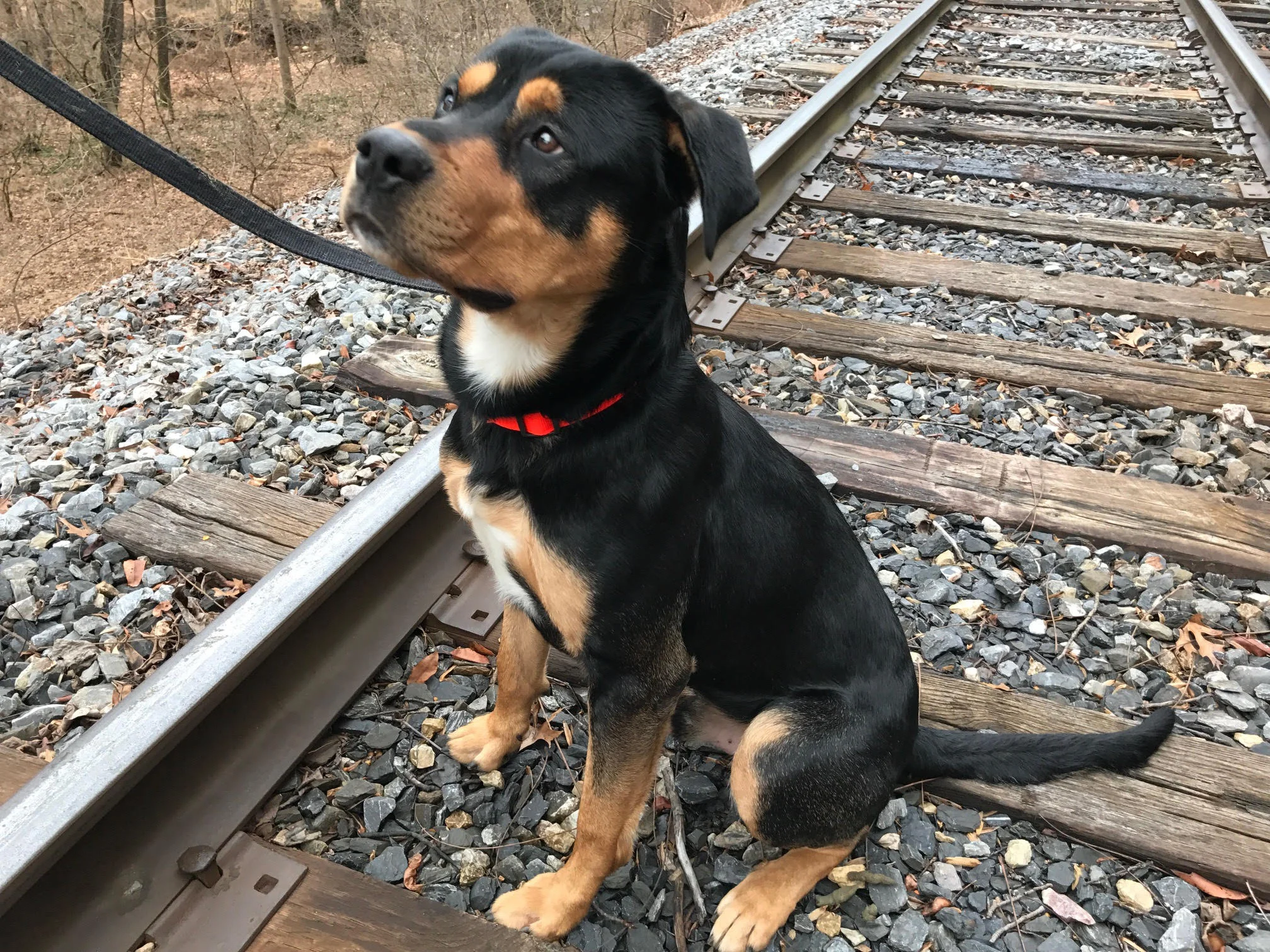 ollie-6.jpg