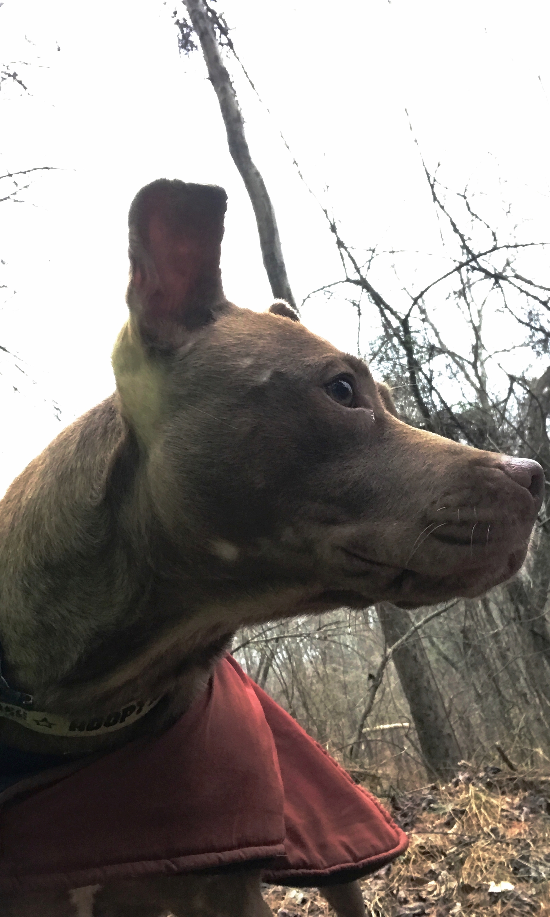 Joan-of-Barcs2.jpeg