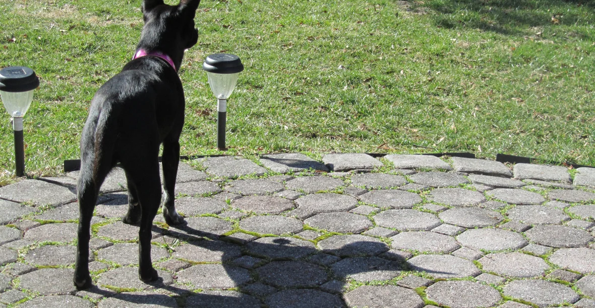 Fundraising with Woofbooks!