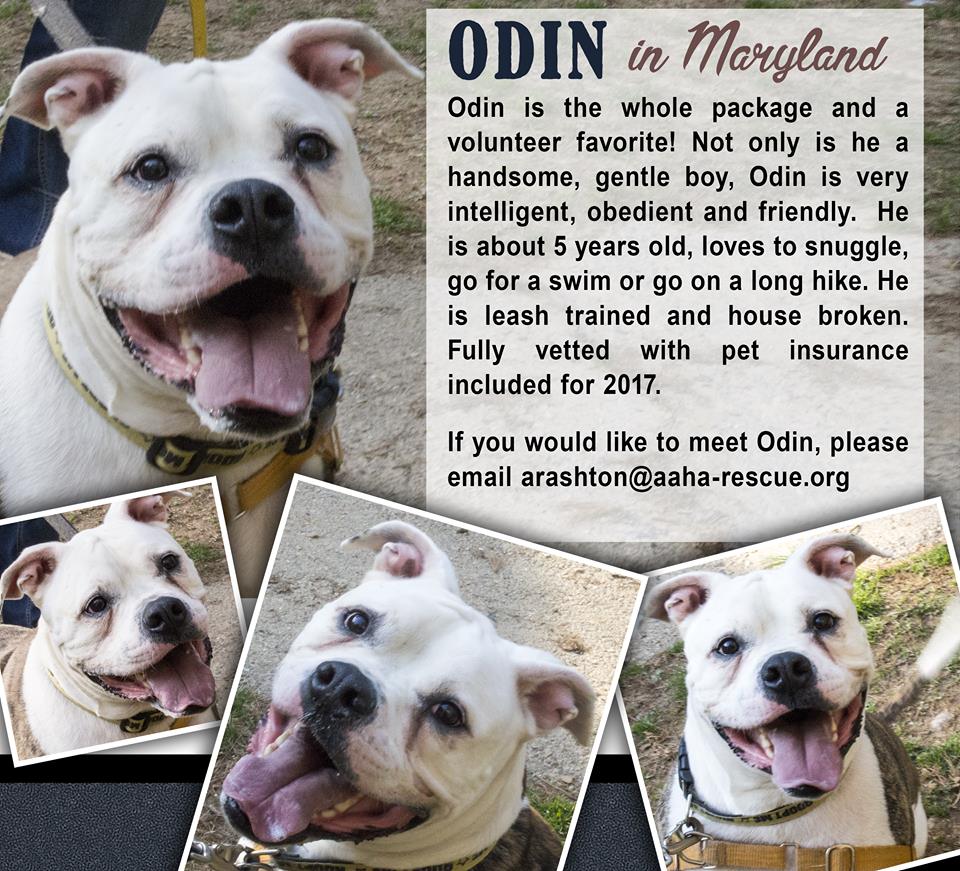 Help me find my fur-ever home. Please post my flyer!
