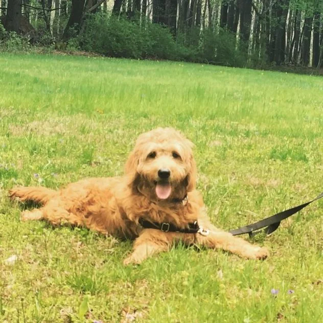 Ollie-2.jpg
