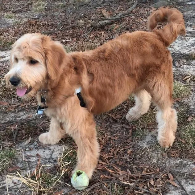 Ollie-1.jpg