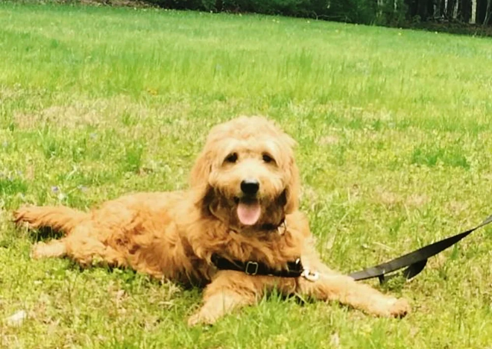 Ollie-2.jpg