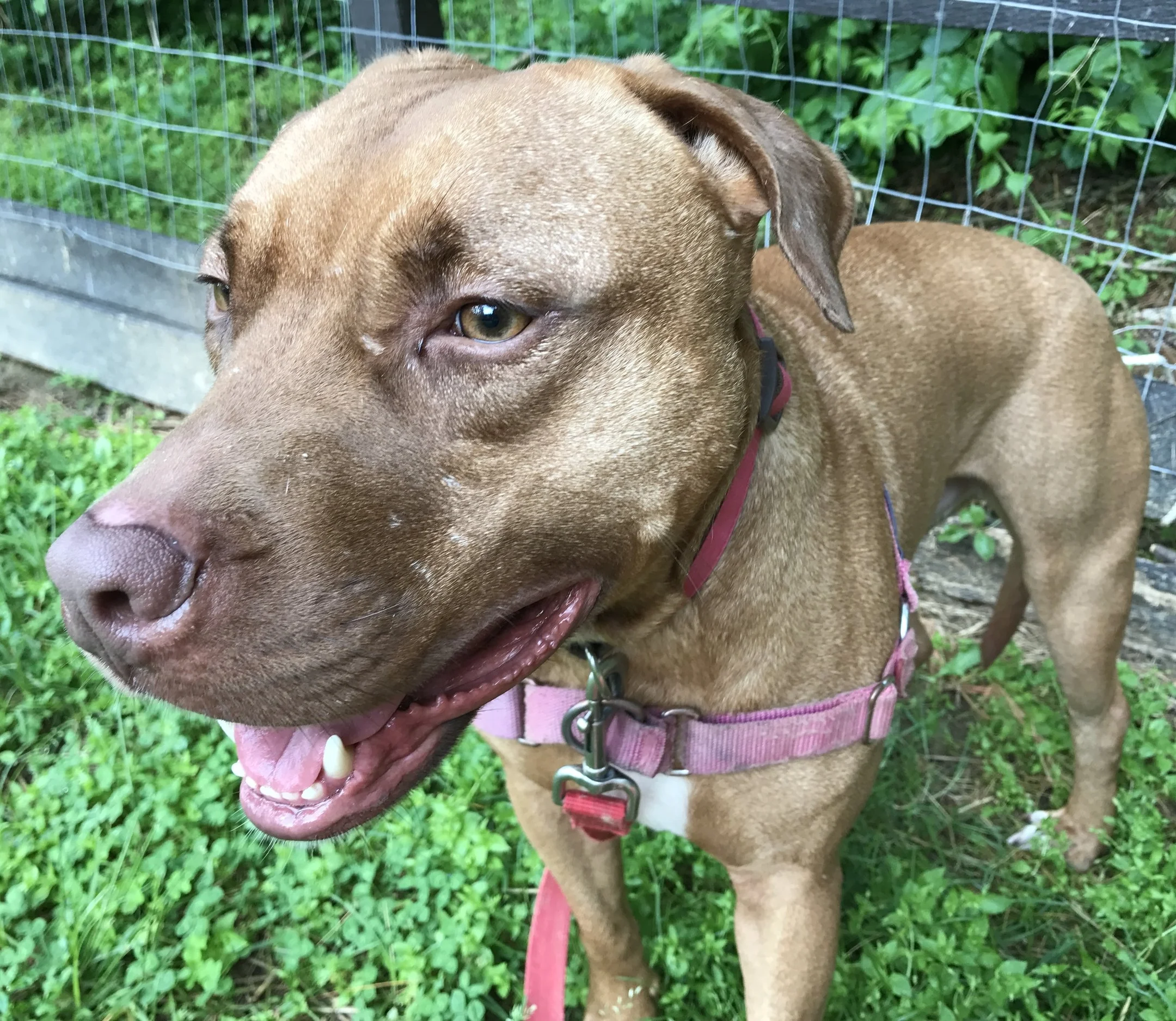 Marshall's adoption fee includes up-to-date vaccines, and microchip. He is negative for heartworm disease, and current on his monthly flea/heartworm preventatives.