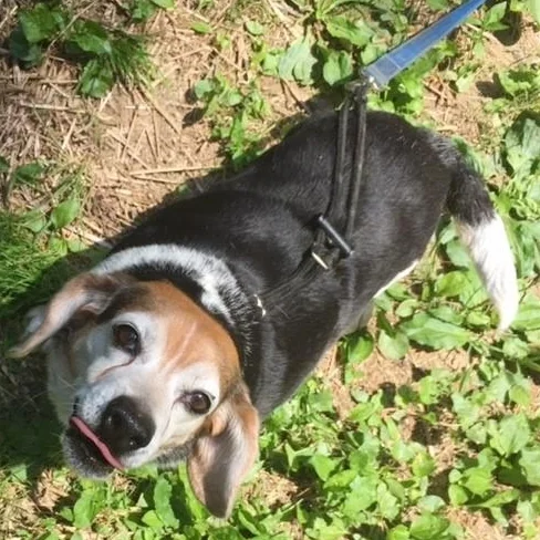 Rosie-1.jpg