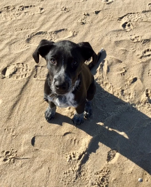Cooper-1.jpg