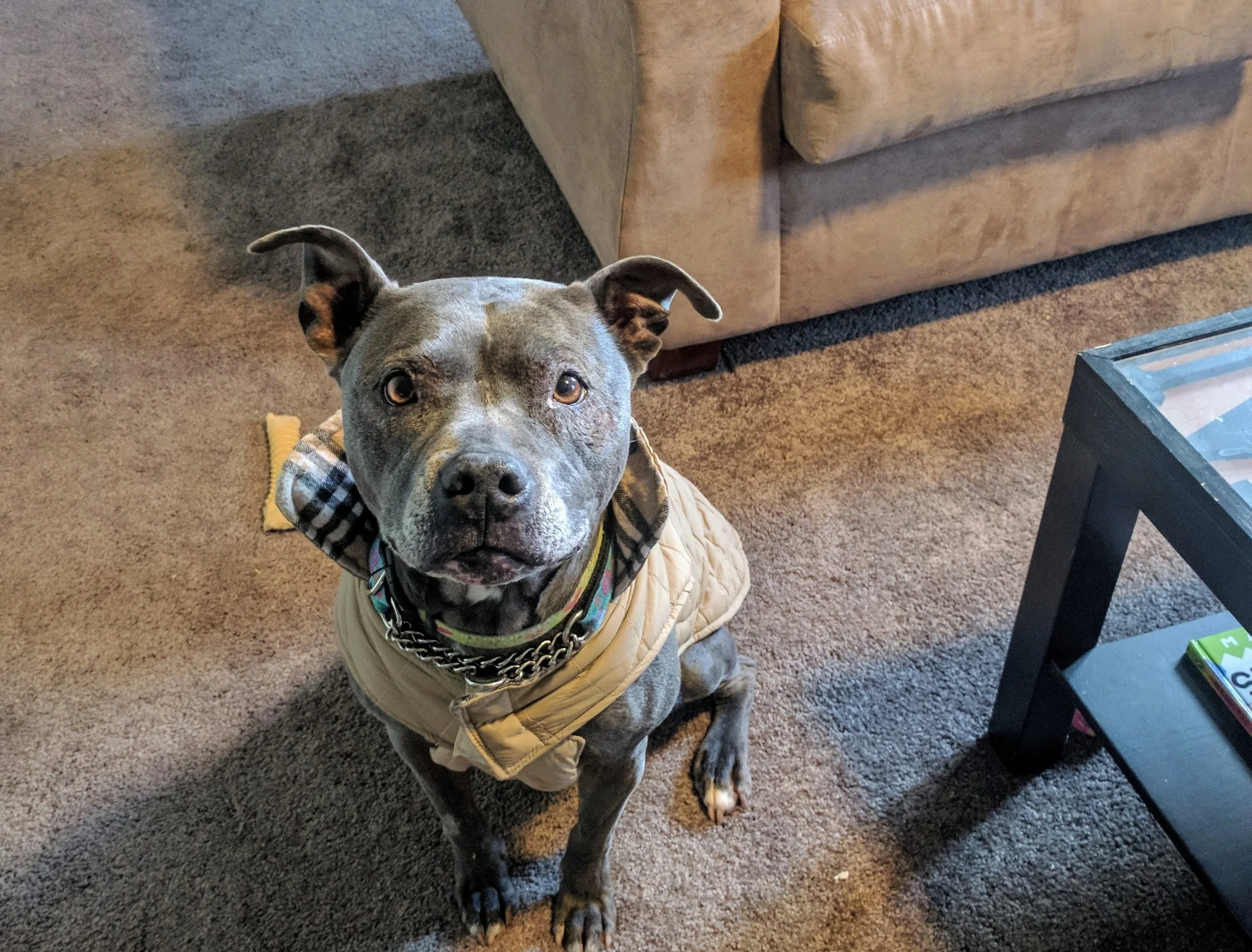 Gracie4.jpg