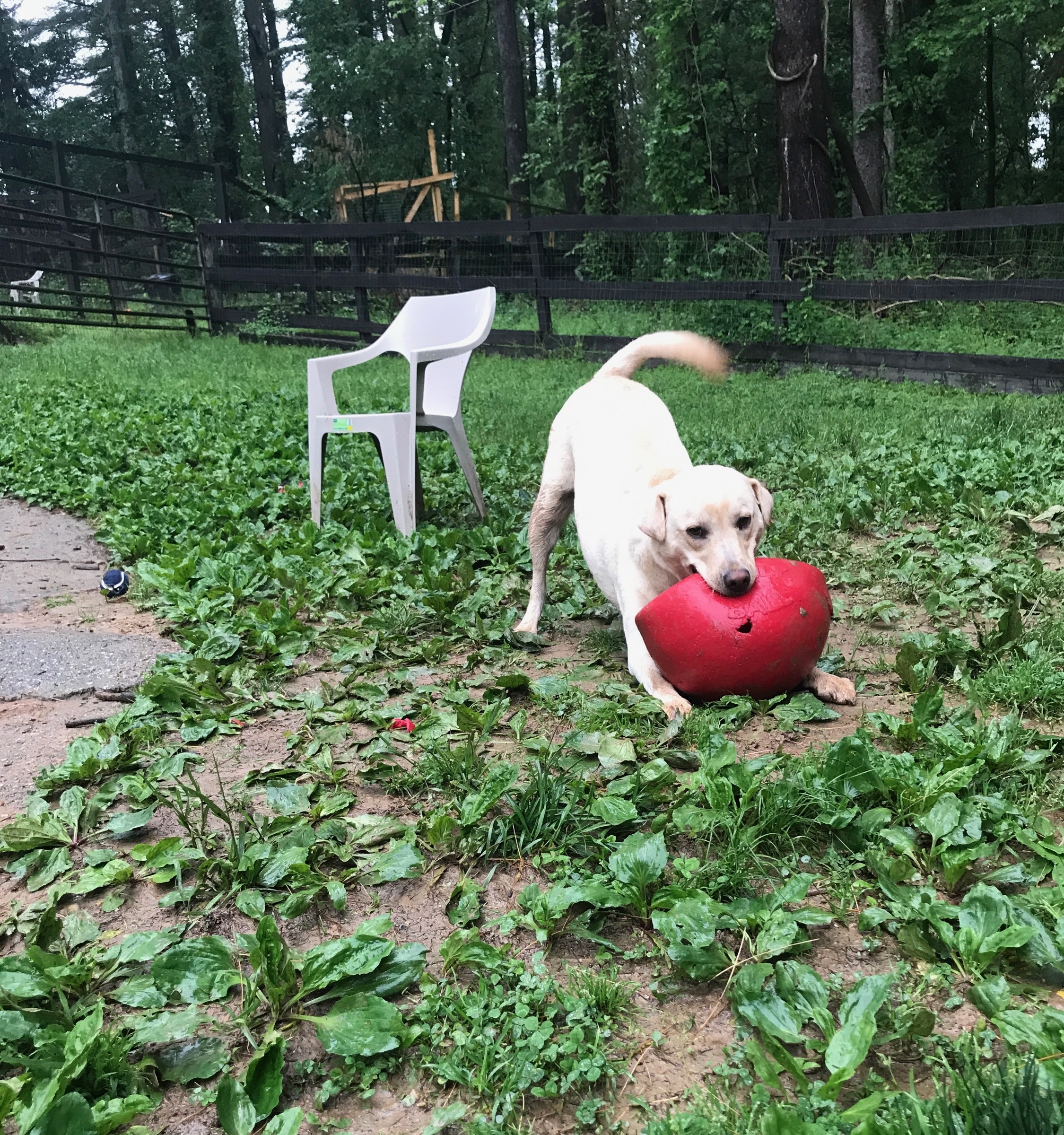 Izzy-7.jpg