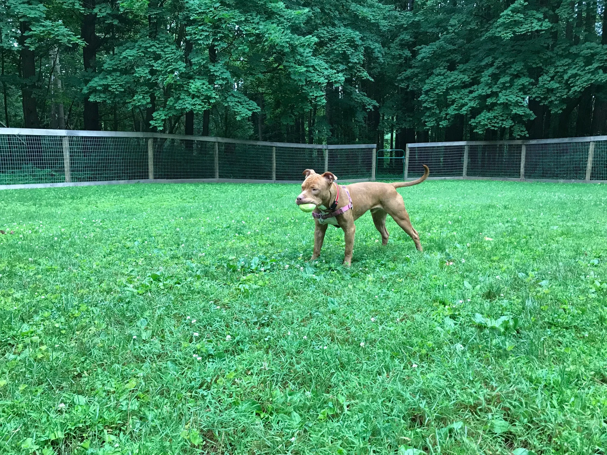 simba-6.jpg