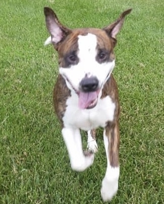 Taz-3.jpg