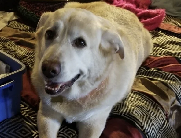 Goldie1.jpg