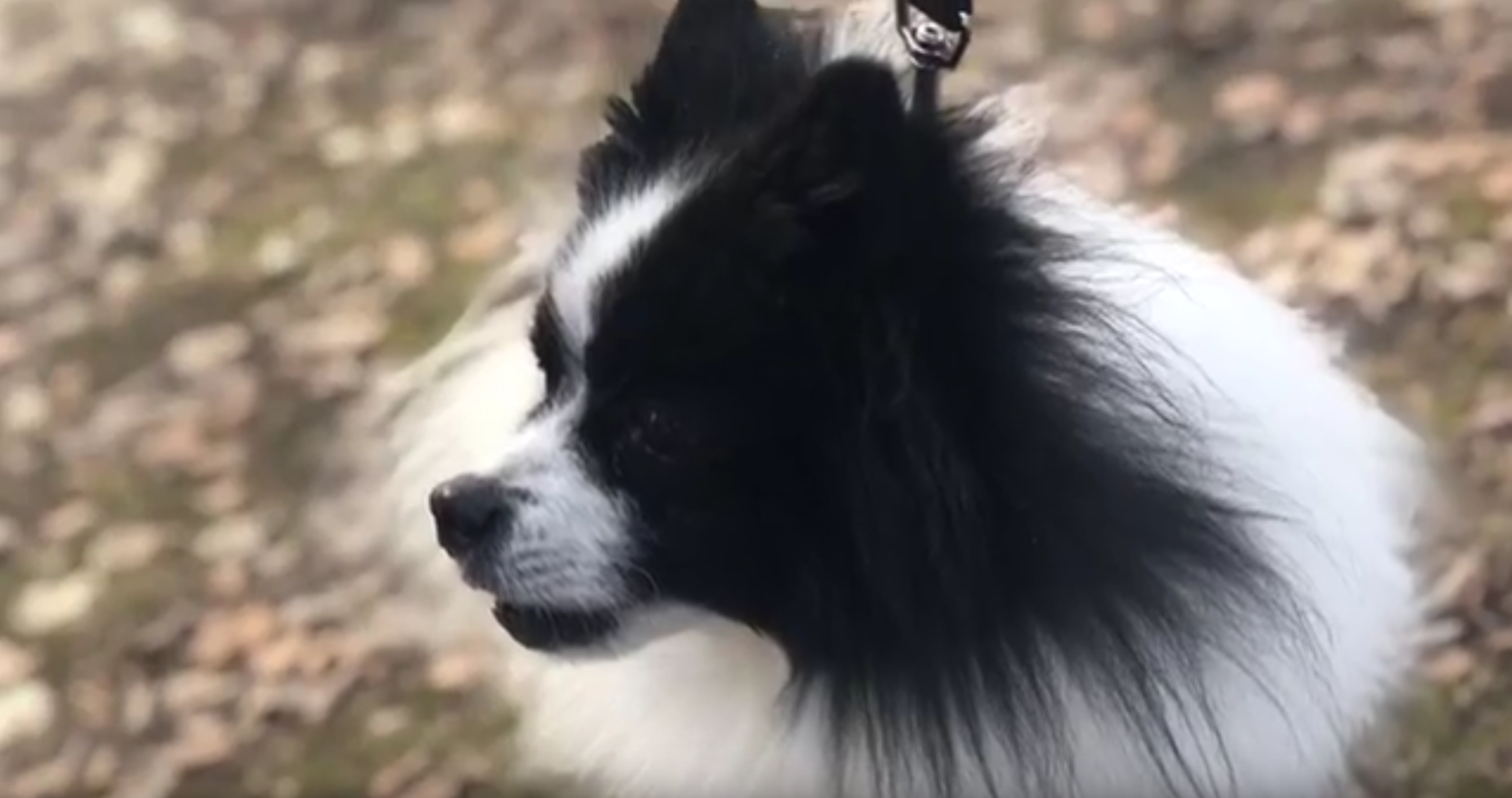 Floof-01.png
