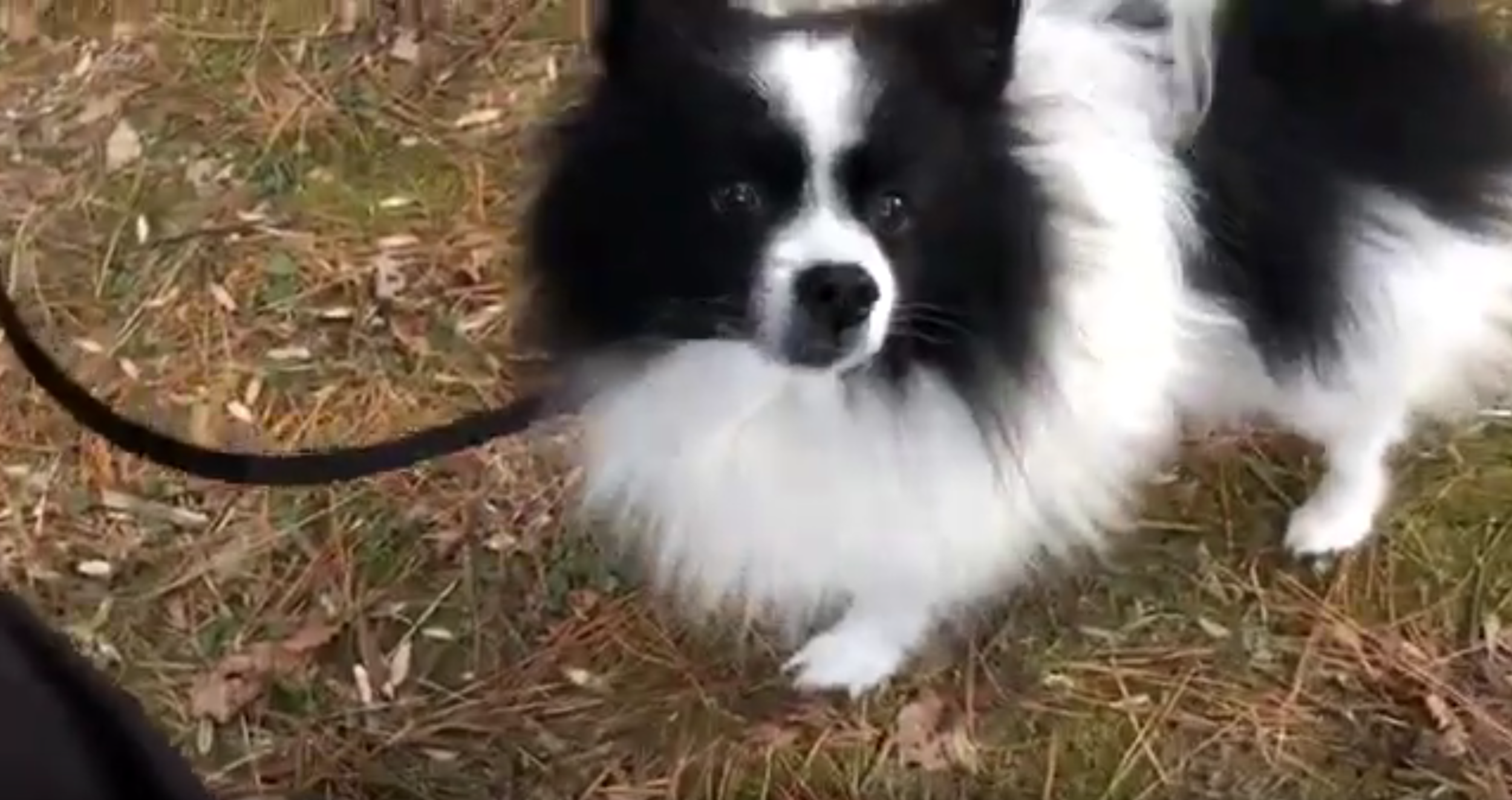 Floof-04.png
