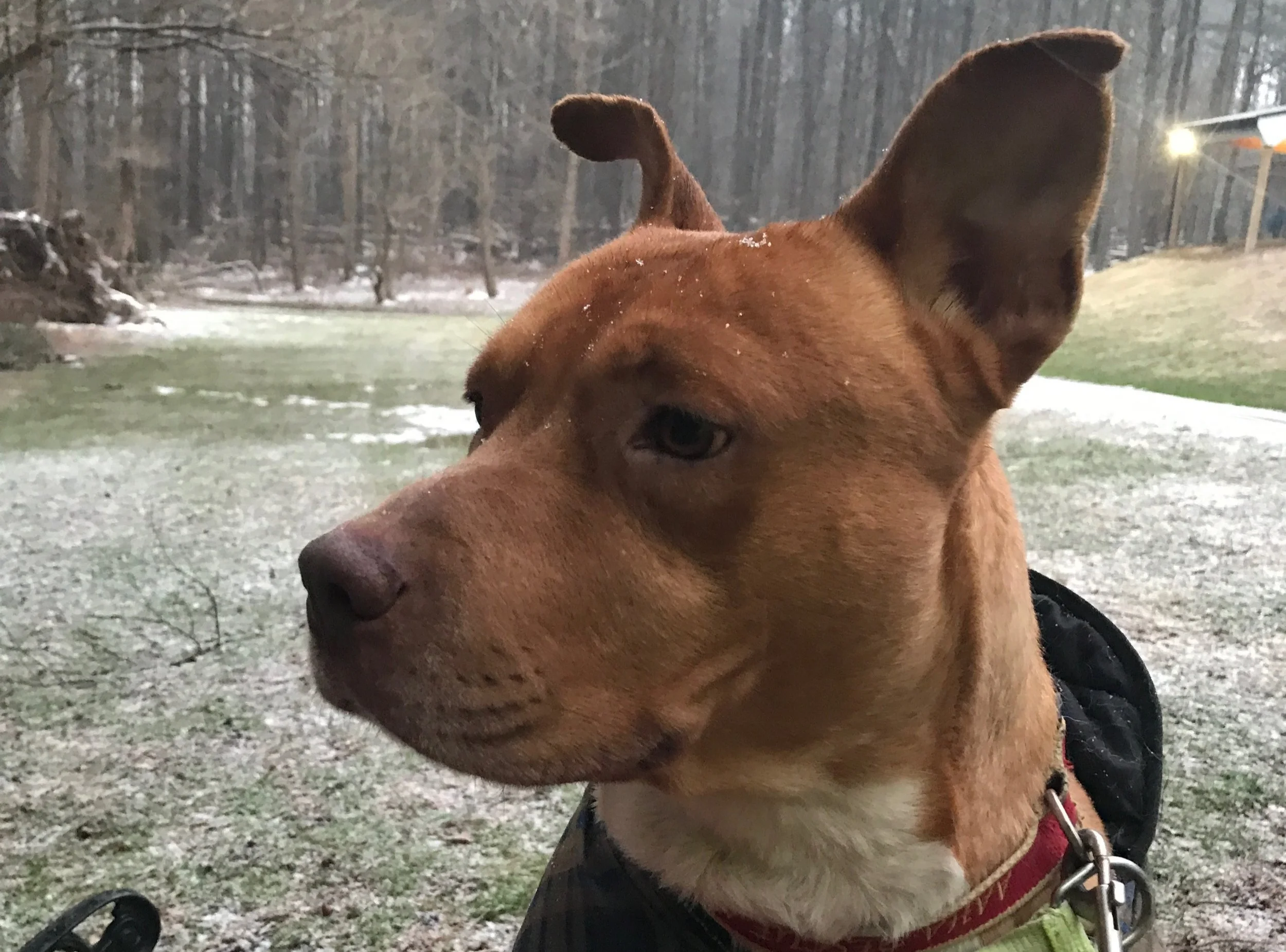 Peanut-02.jpg