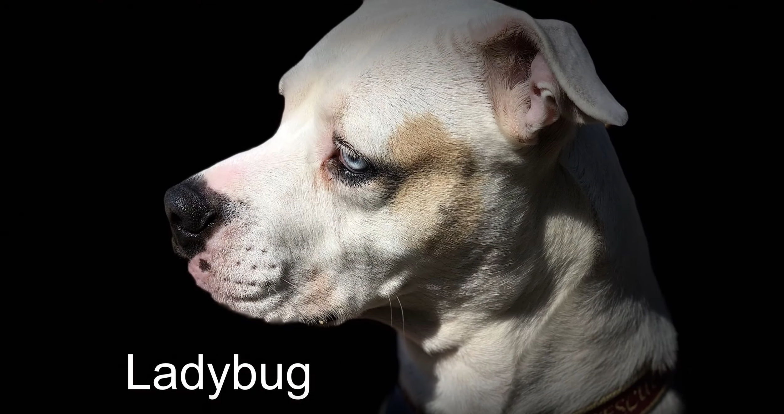 Ladybug-03.png