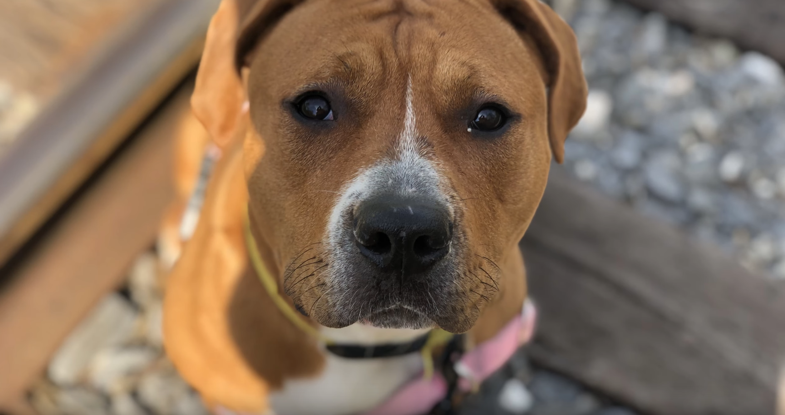 Nala-01.png