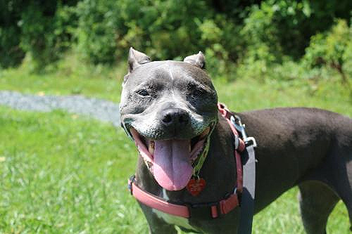 gracie-02.jpg