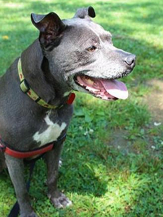 gracie-01.jpg