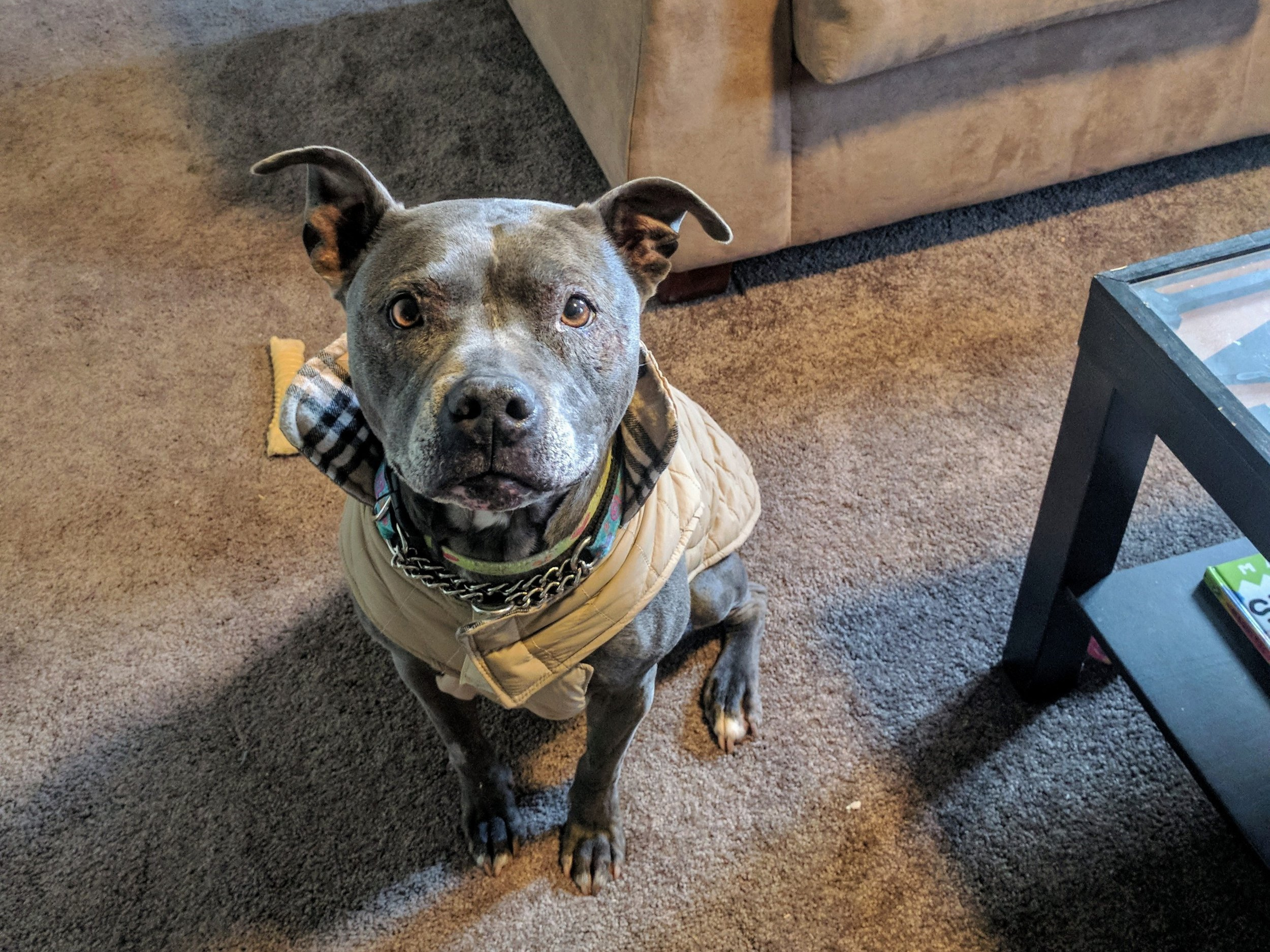 Gracie4.jpg