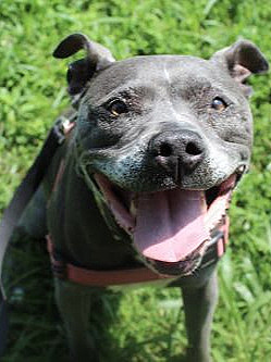 gracie-03.jpg