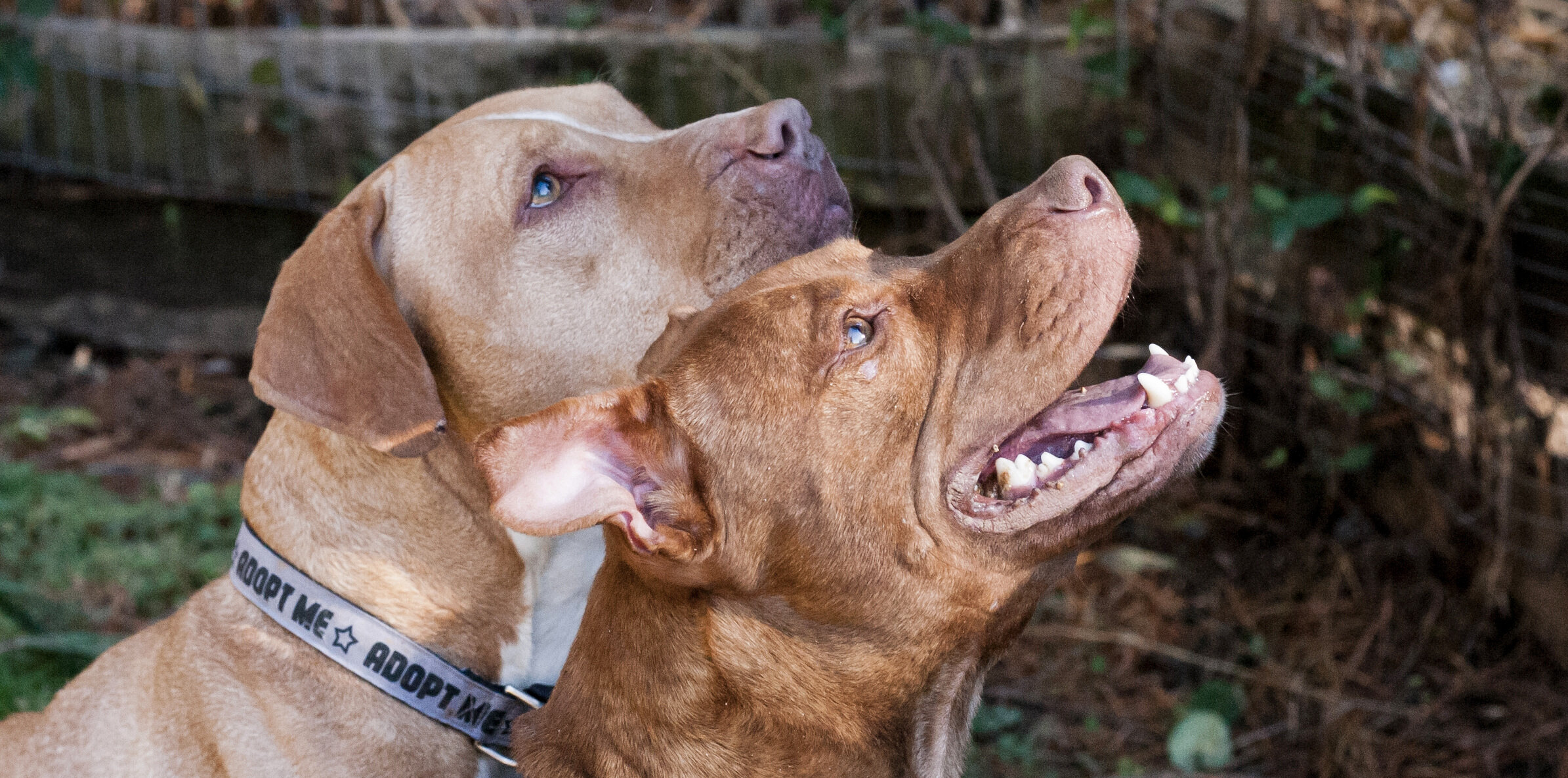 dog fostering for homeless