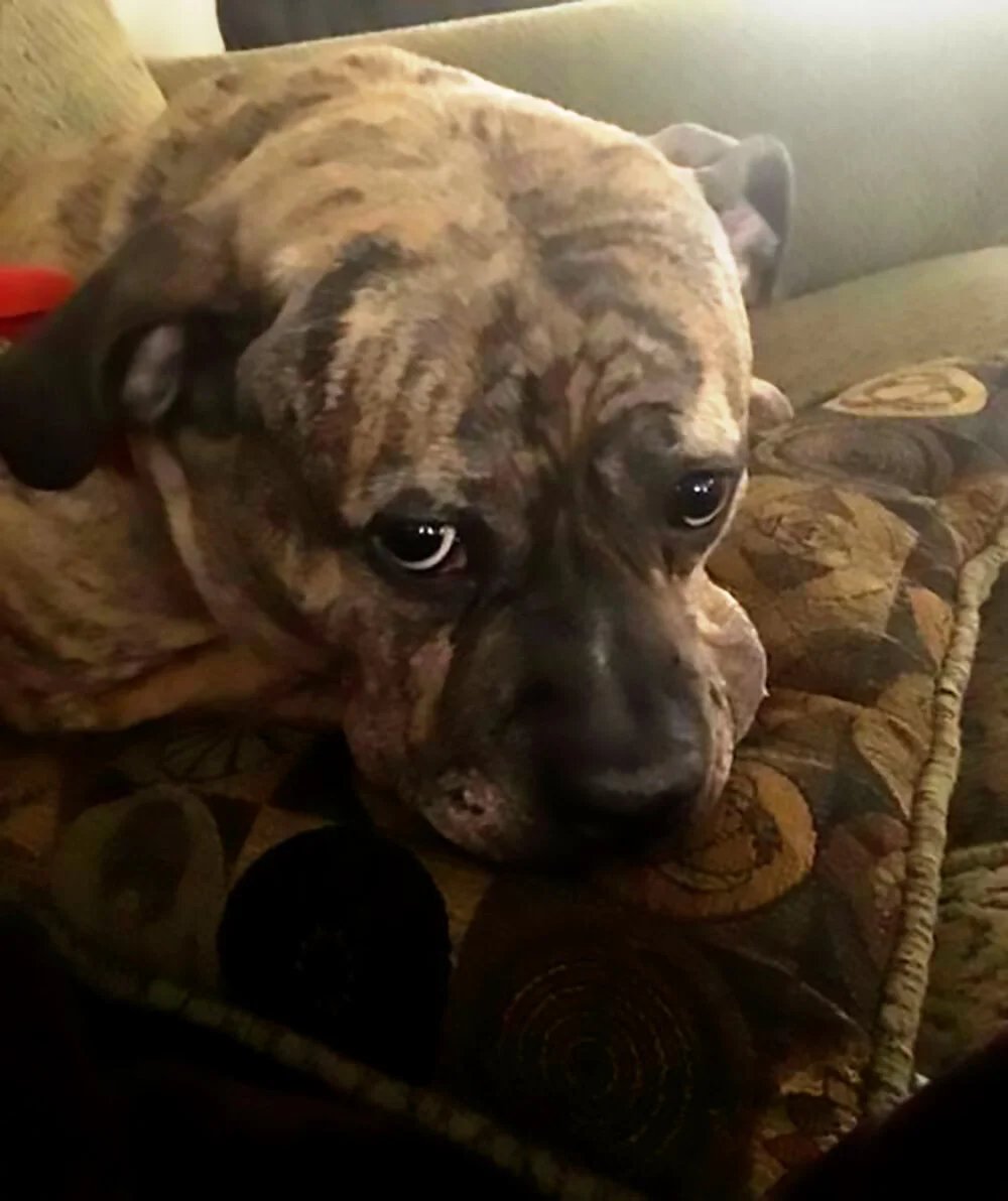 Gertie -03.jpg