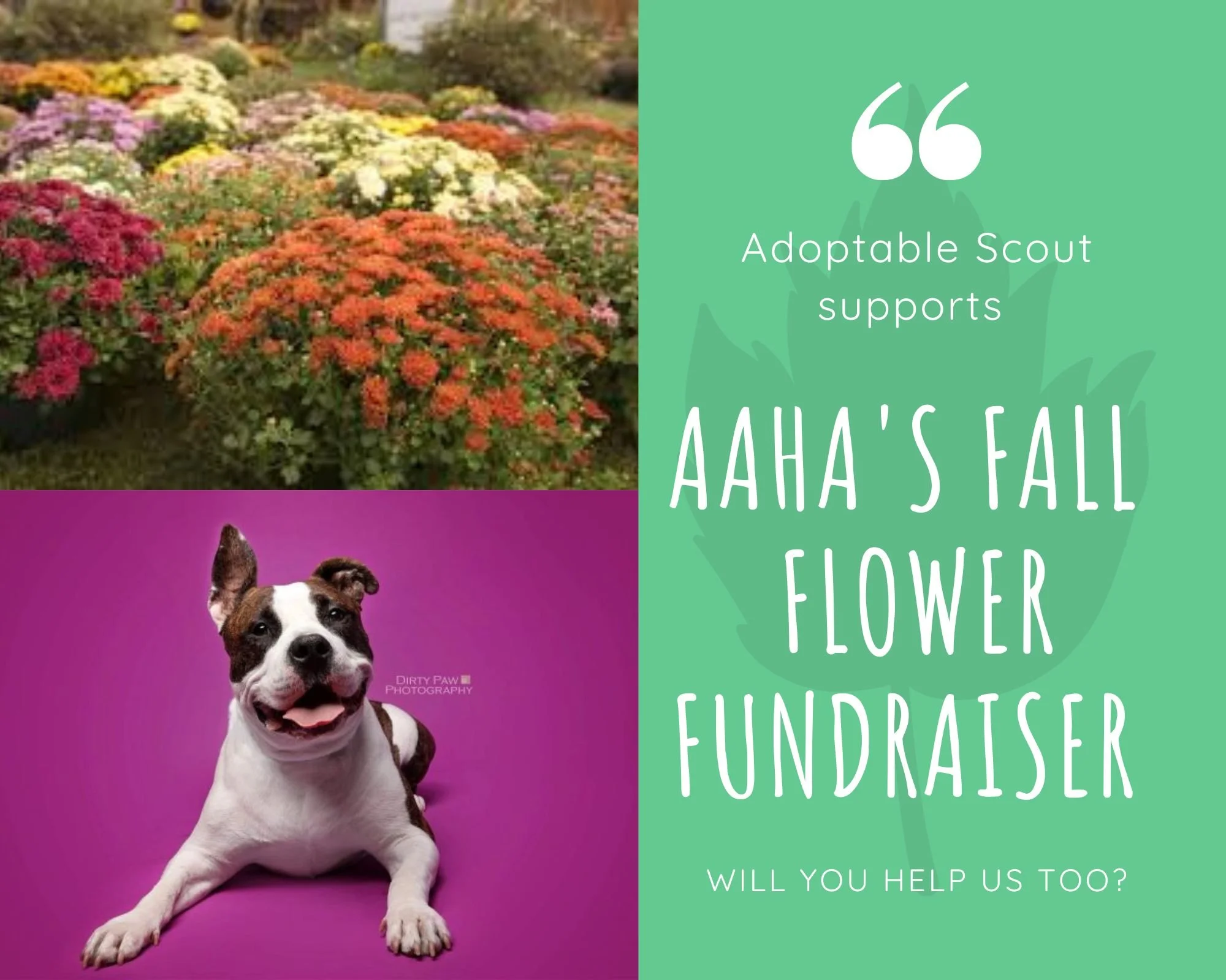 Fall Flower Fundraiser