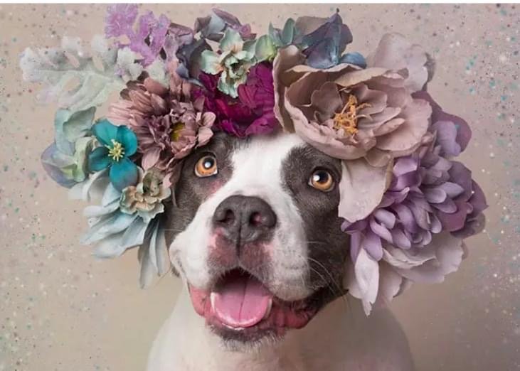 Spring Flower Power Fundraiser