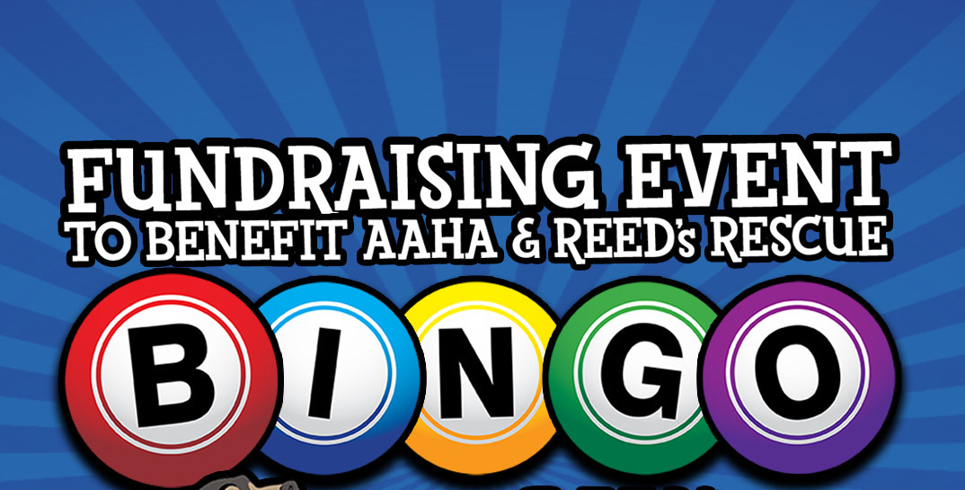 Sit, Stay, Bingo!