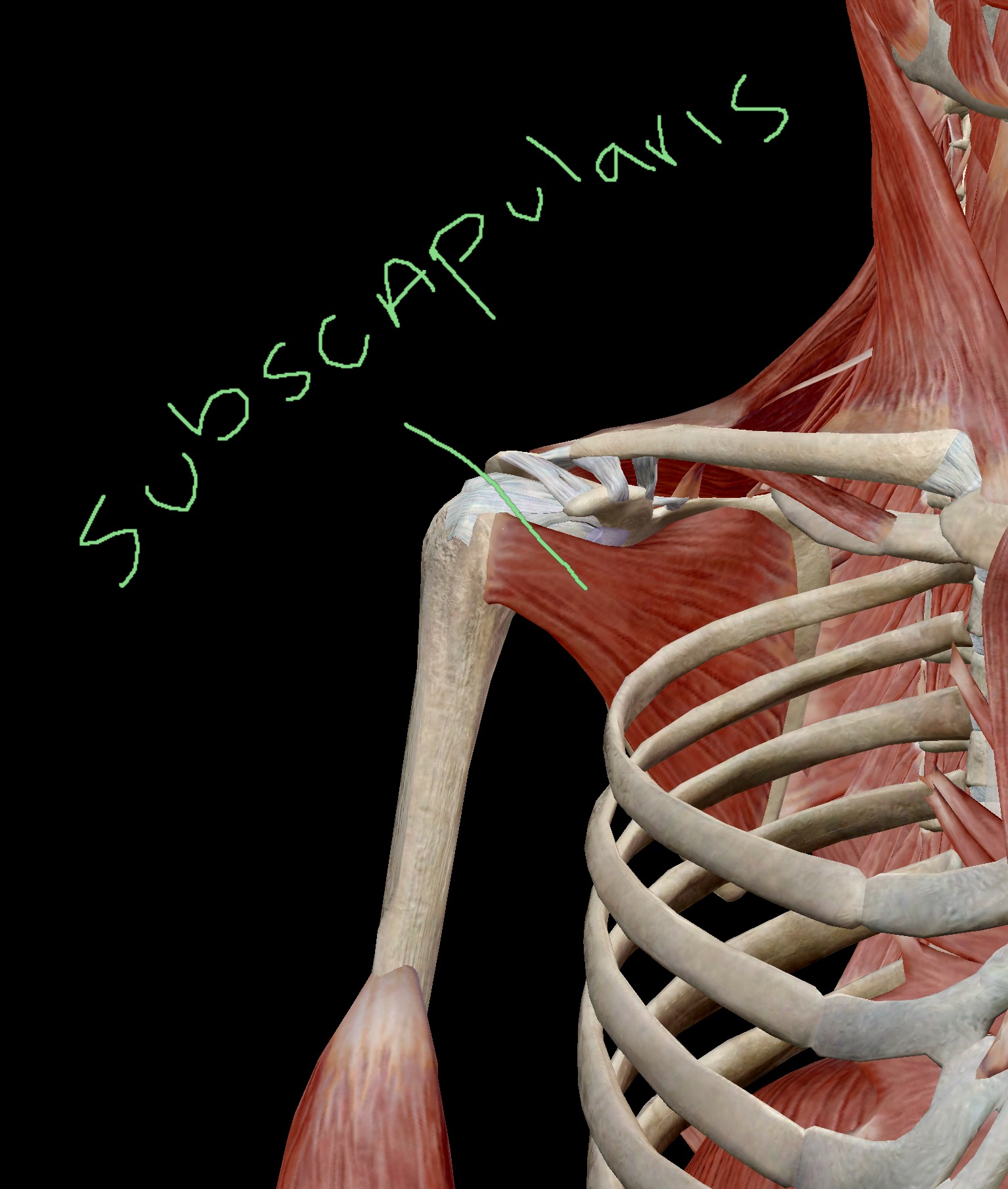 Subscapularis Muscle Muscle Anatomy Medical Anatomy Human Body Anatomy ...
