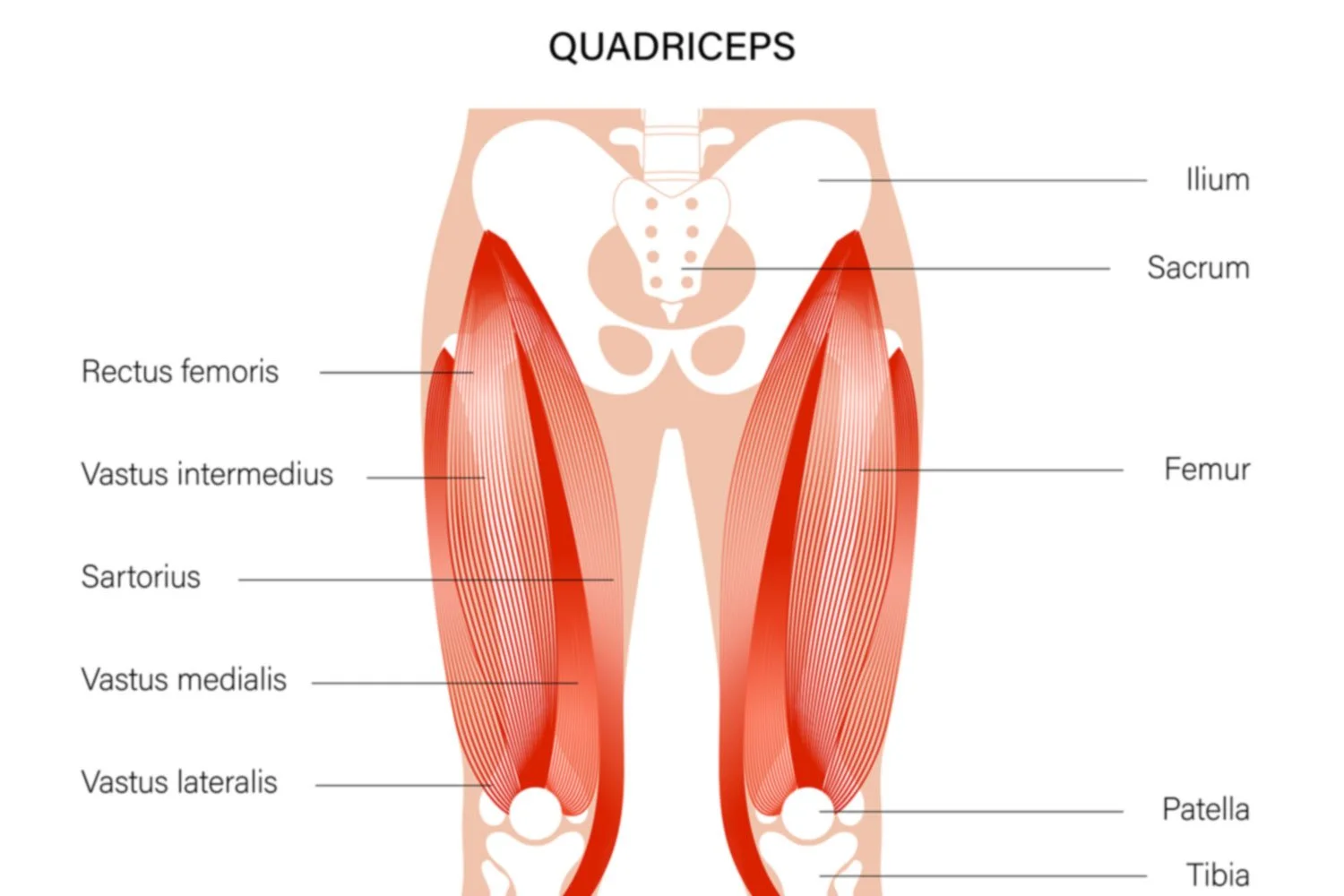 basic anatomy drawing of the quadriceps