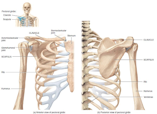 Shoulder Anatomy And The Common Causes Of Shoulder Pain