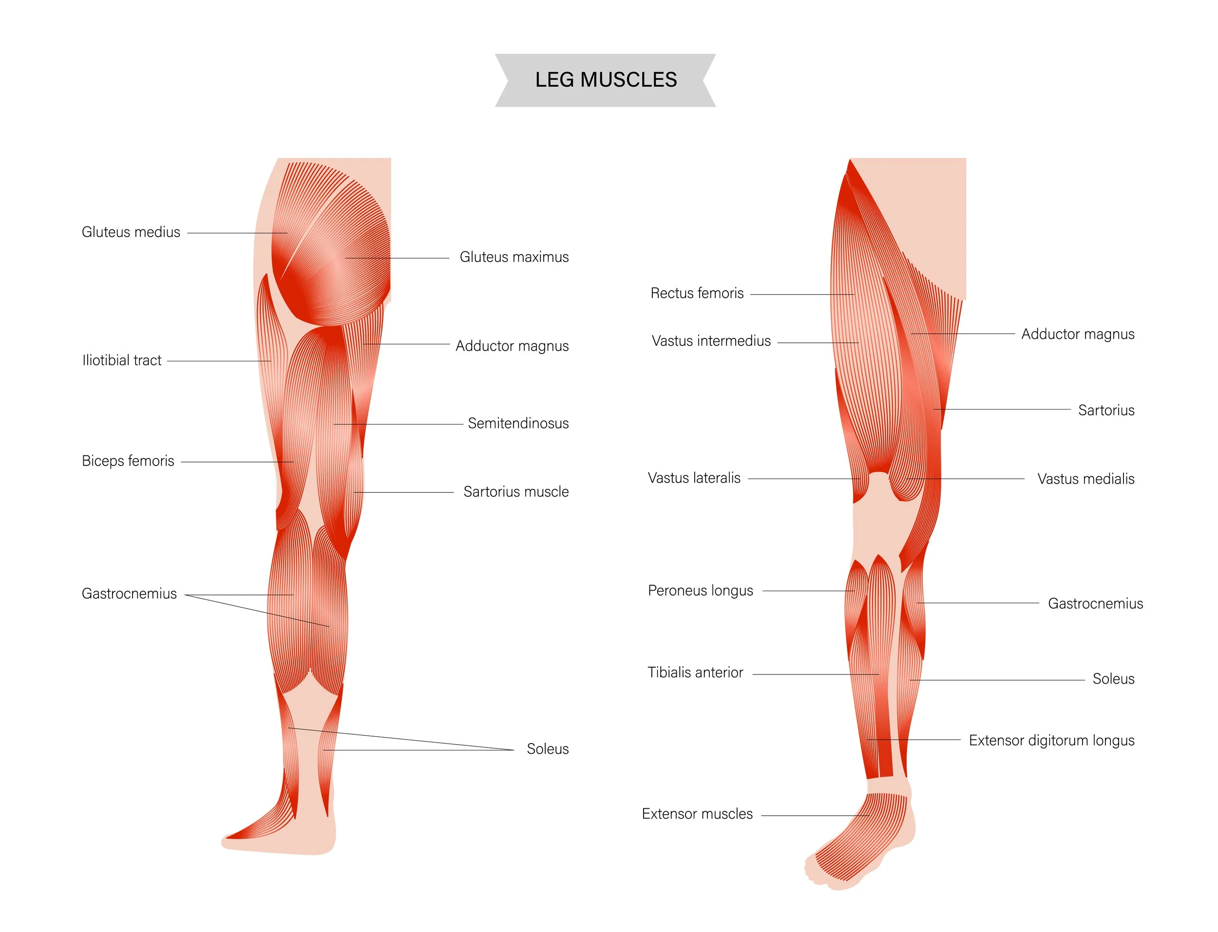 anatomy diagram of hip muscles such as ITB, Glute Medius