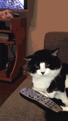 image via giphy.com