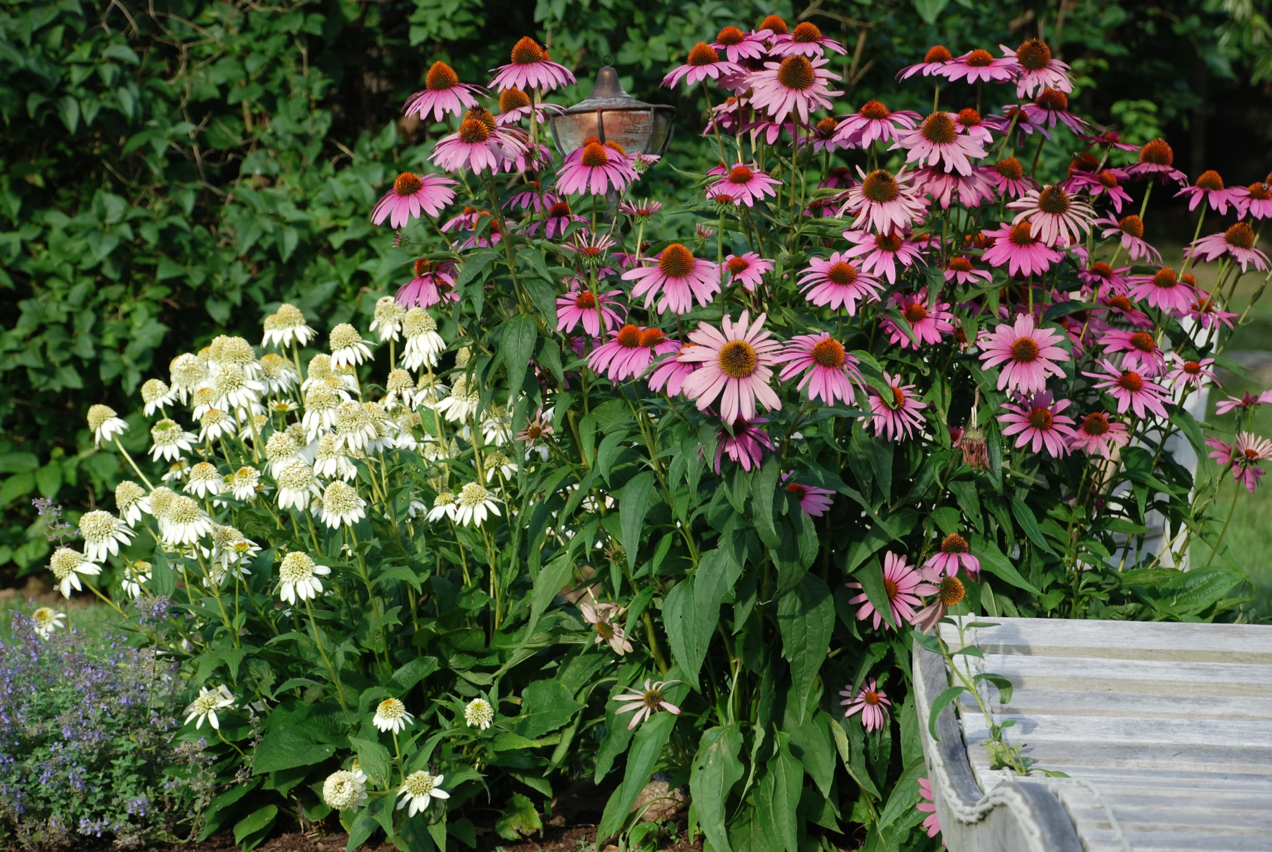 4gardens.JPG