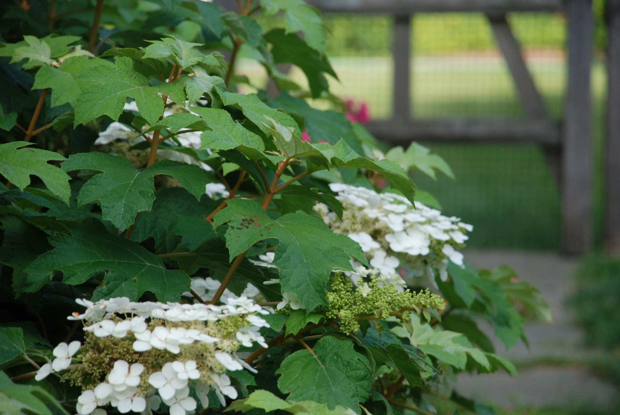 11gardens 3.JPG