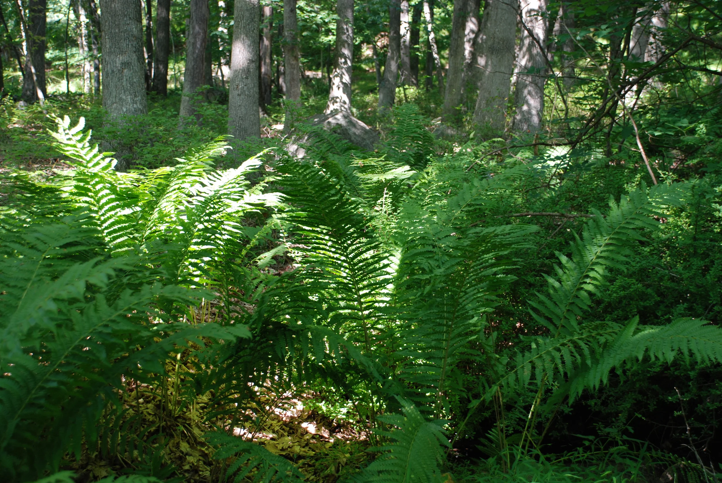 13gardens2.JPG