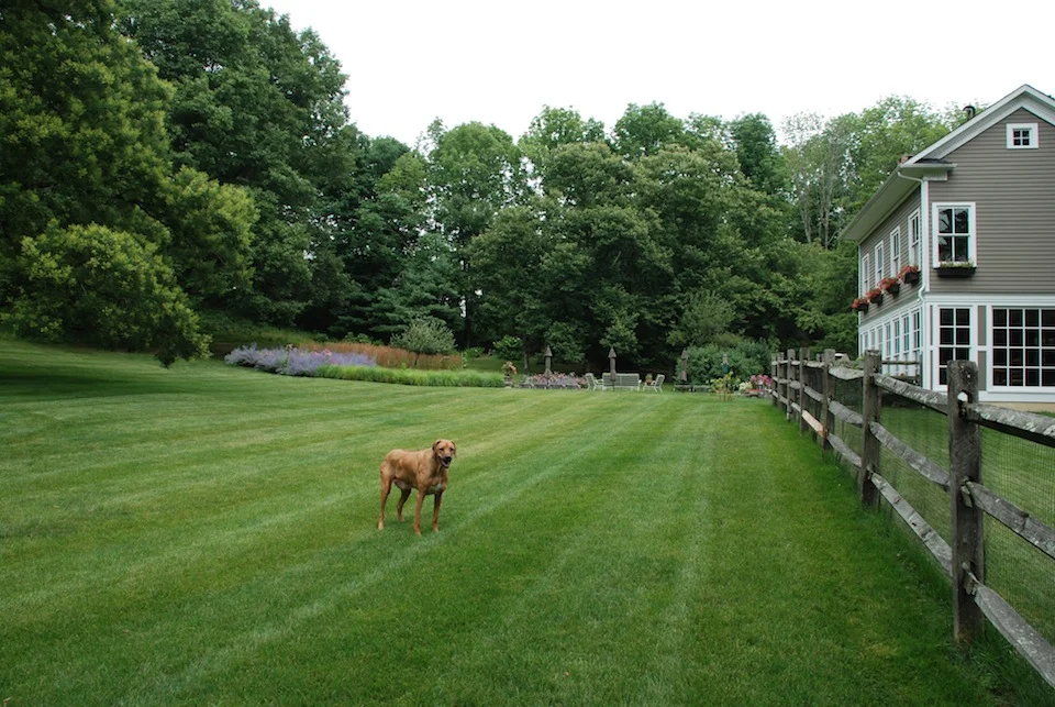 Backyard 2.JPG