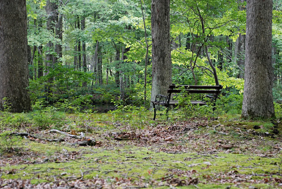 Lower Pond Bench 2.JPG