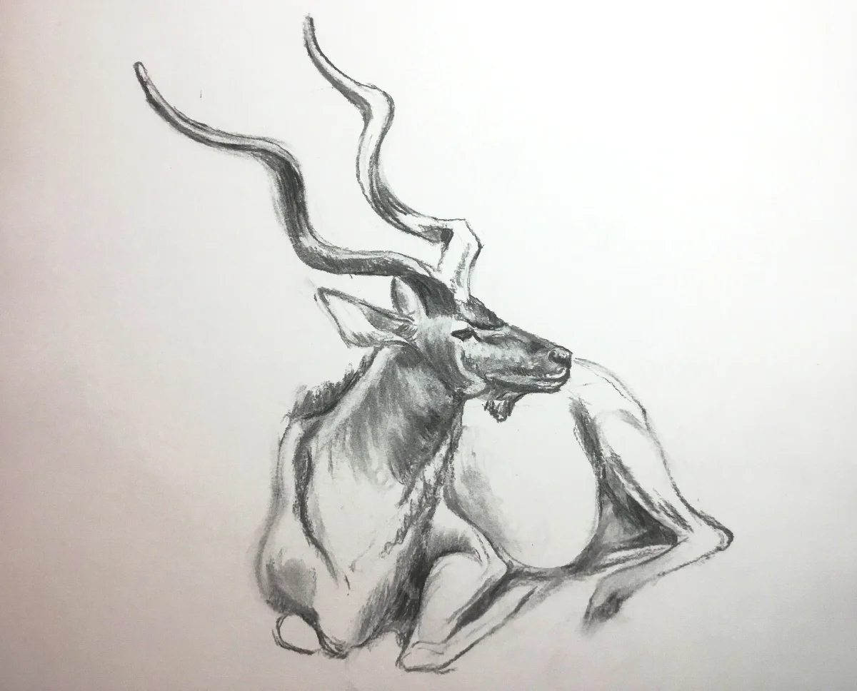 4-Greater Kudu .jpg