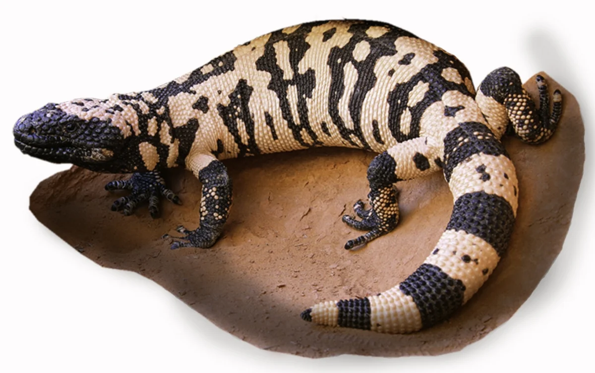 18. Gila Monster.jpg